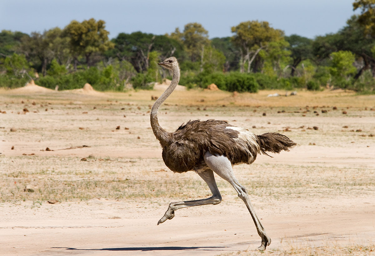 Excursion Safari dakhla dakhla