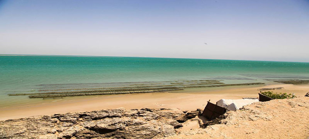 Huitre-dakhla